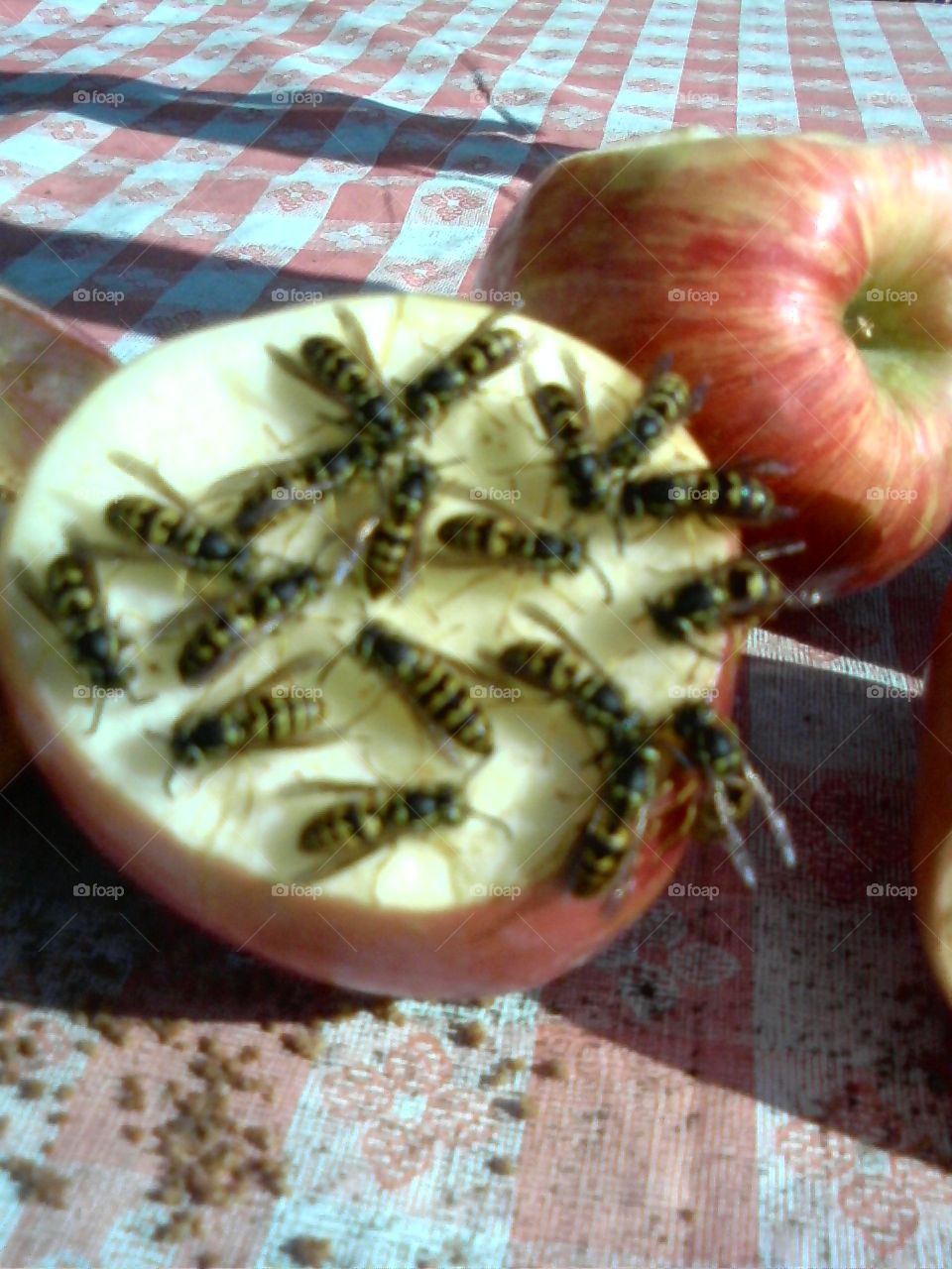 Bees on an Apple