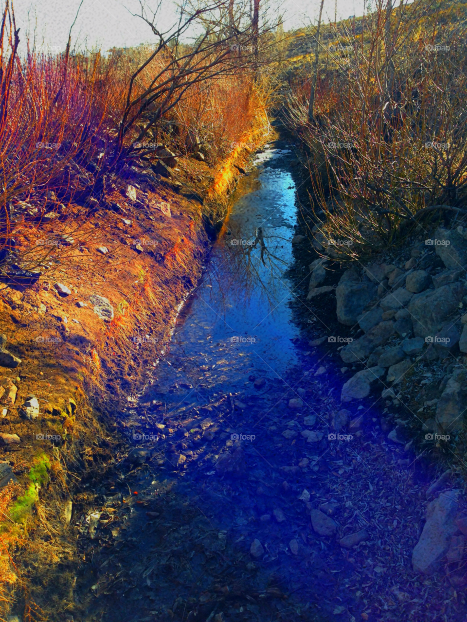 colors trees nevada reno by melody