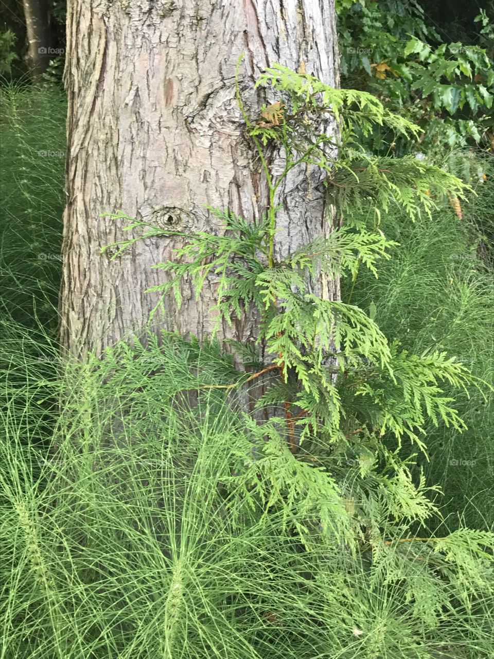 I love the ferns growing out of this tree along with the plants surrounding it.