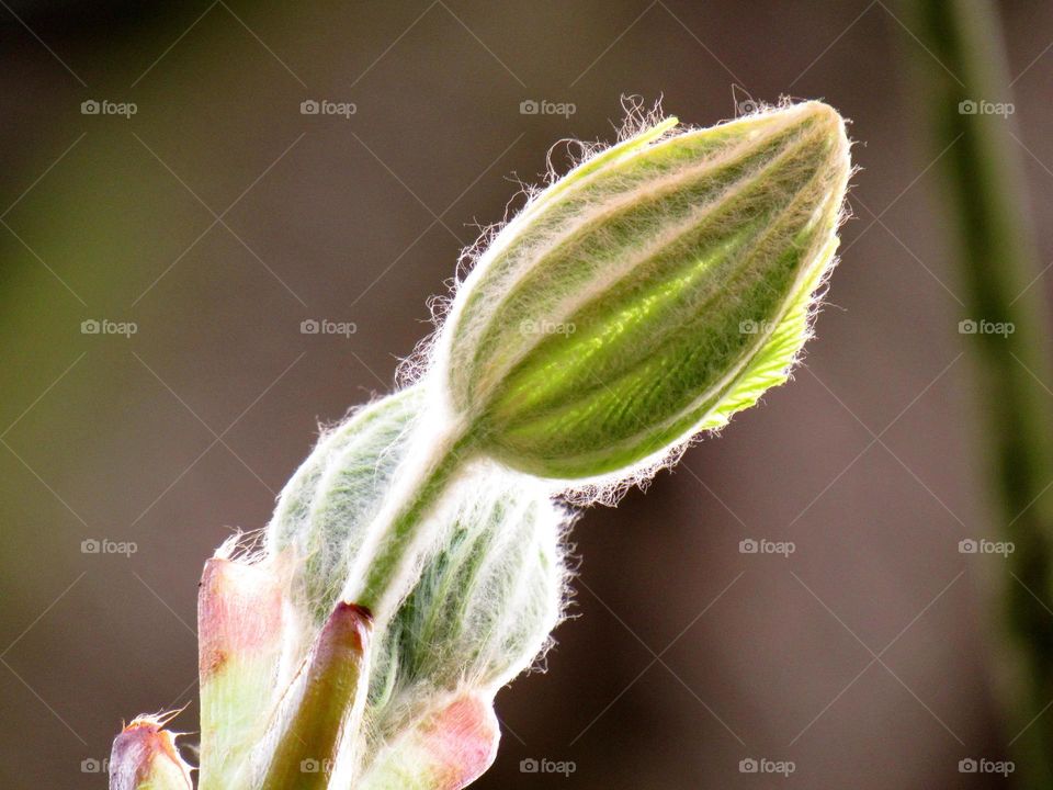 Spring bud