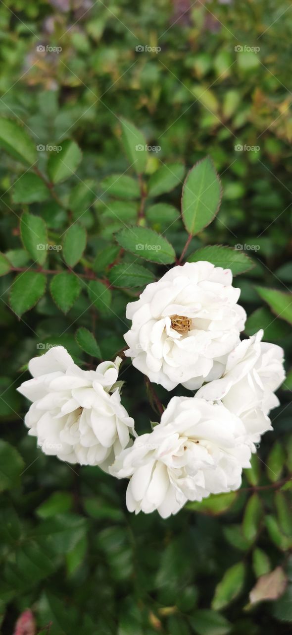 "Climbing iceberg" variety of white spray rose