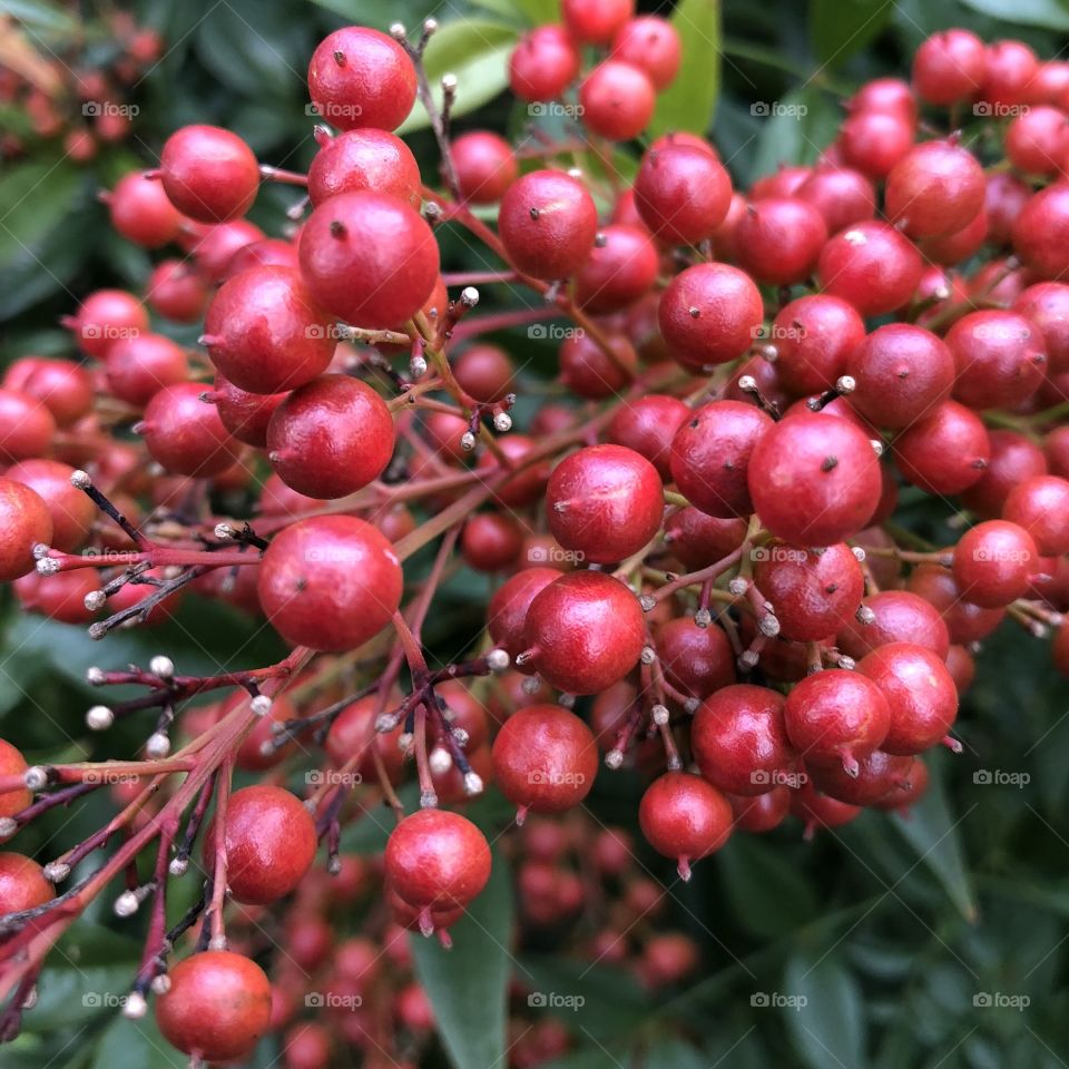 Berries on a bush