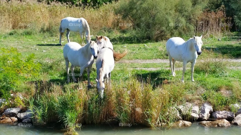 Wild Camargue Horses. I took this photo in Camargue, France. These are wild Camargue horses.