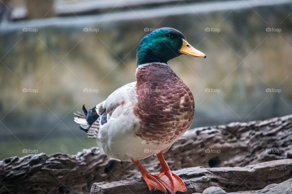 duck