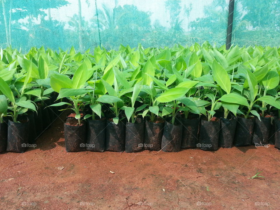 Banana Plants