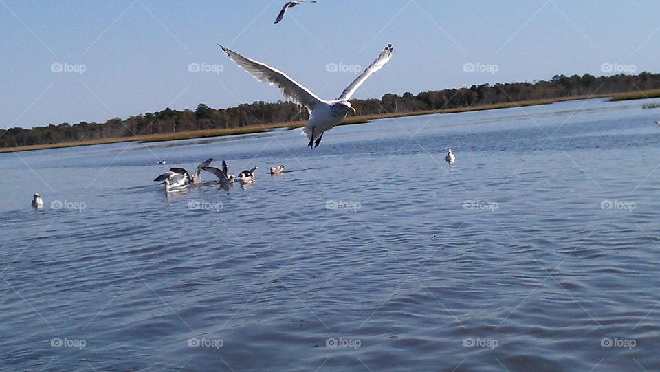 Water, Bird, Seagulls, No Person, Lake