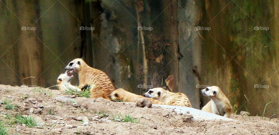 meerkat fun