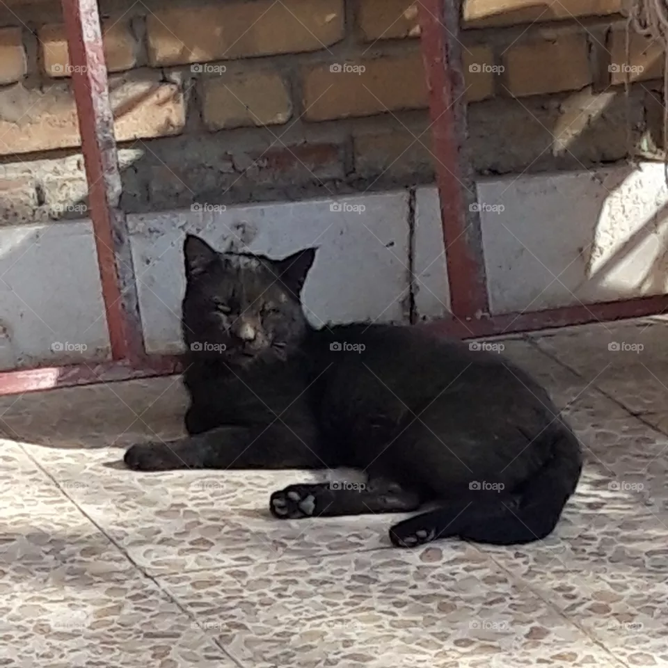 cat
