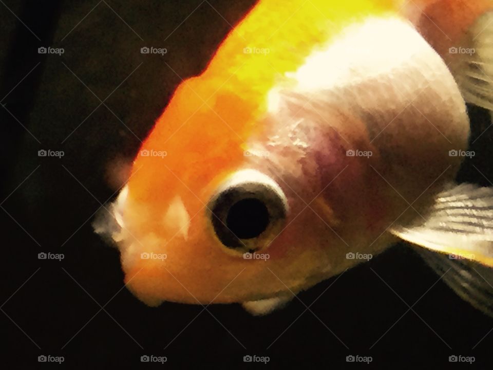 Fish closeup. Oldest goldfish ever. 