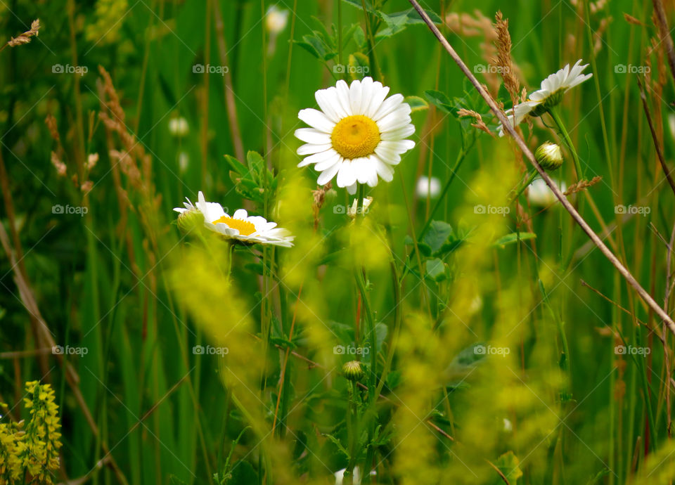 Daisies