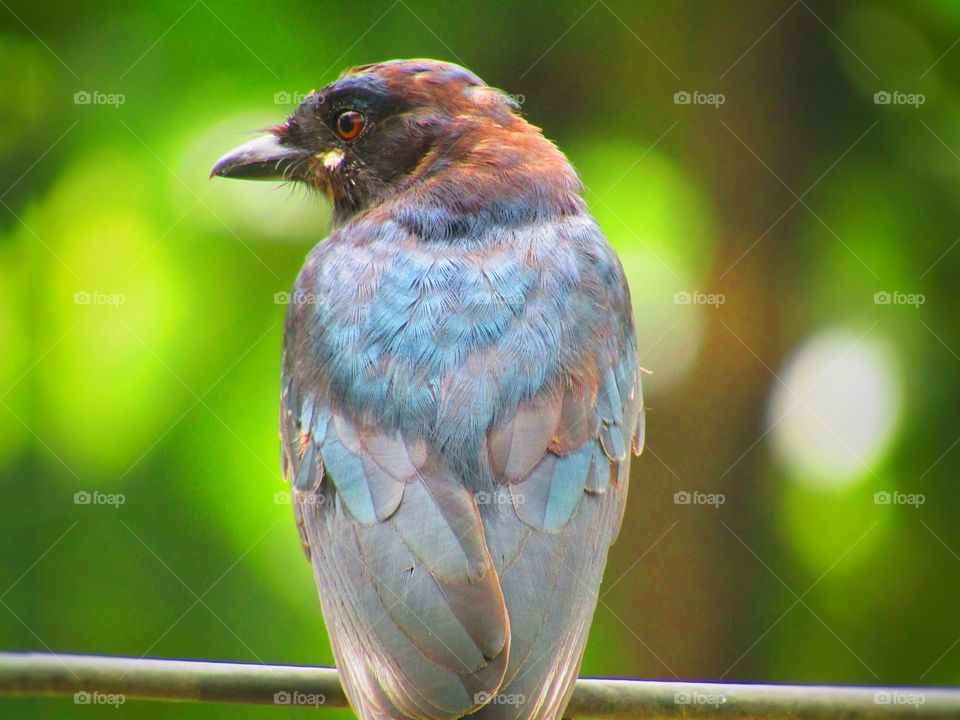 The black drongo (Dicrurus macrocercus) is a small Asian passerine bird of the drongo family Dicruridae.