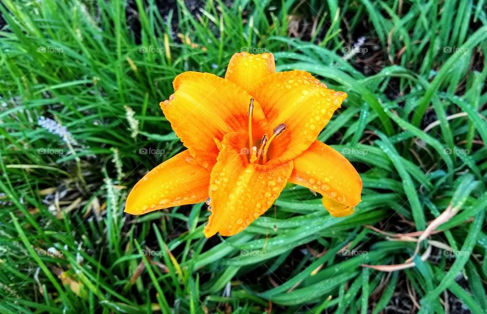 Day lily among blades of grass in the morning dew
