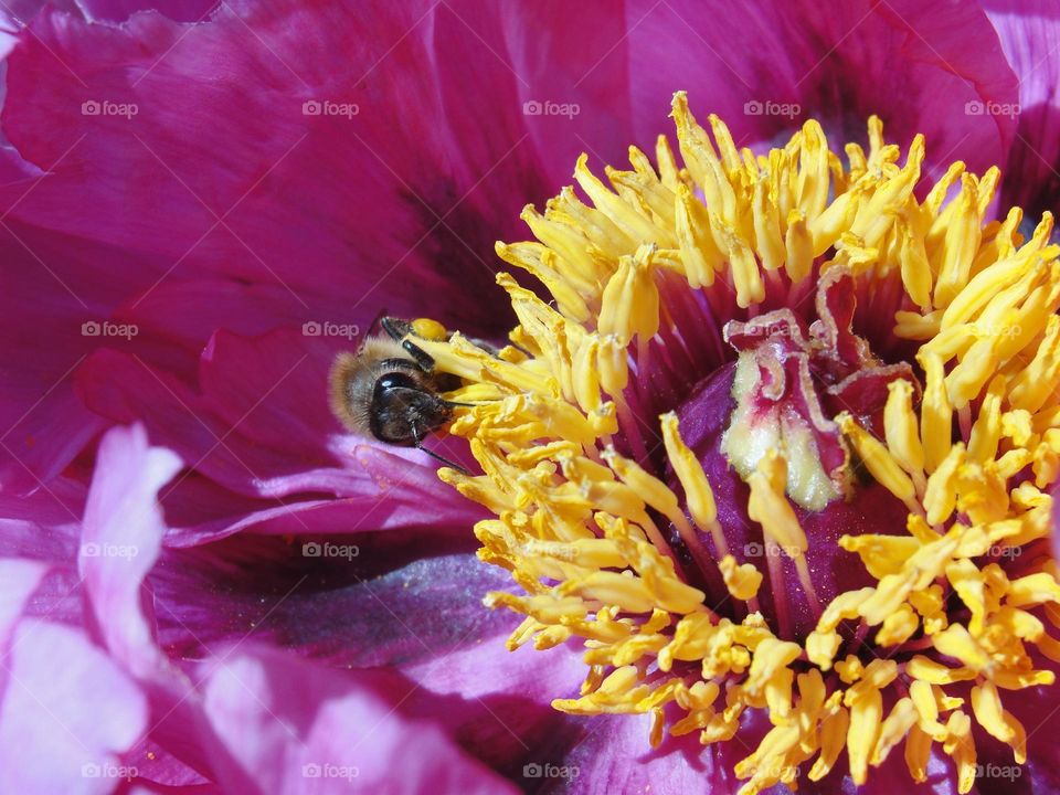 Bee on a pink peony