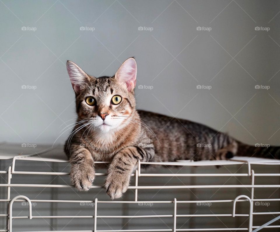 Keeping a watchful eye over the family's Guinea pig.