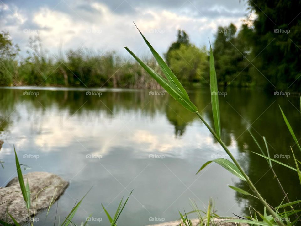 Amazing view of a pacific lake in middle of the forest with the clouds of the sky reflecting on the water.