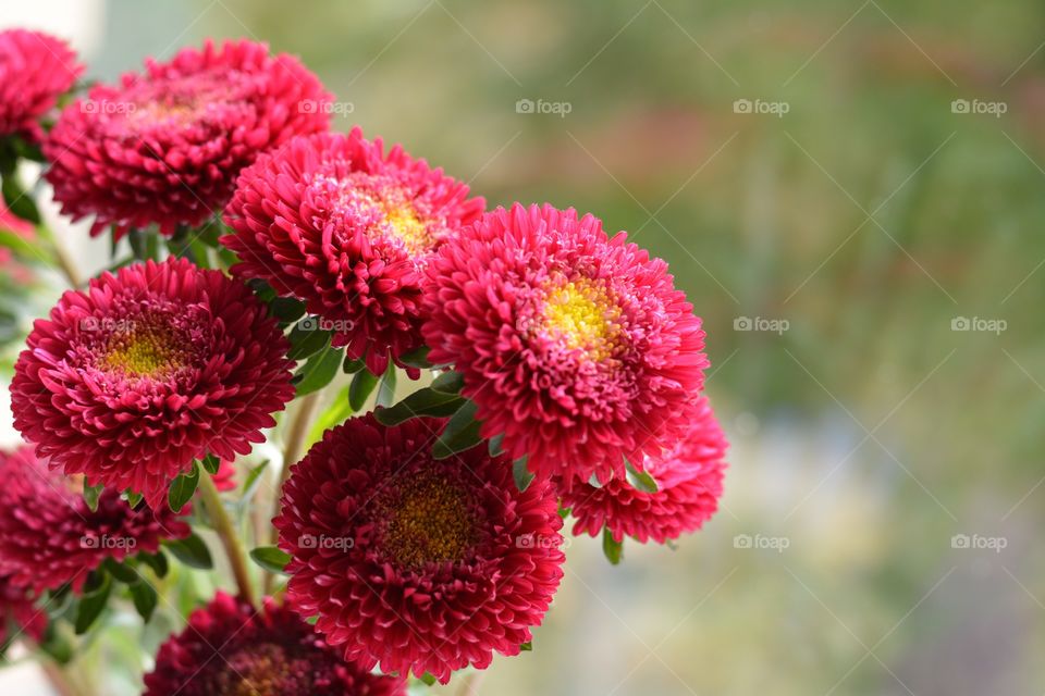 red asters autumn flowers green background