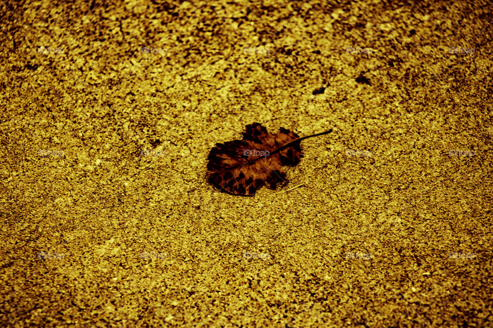 fallen leaf