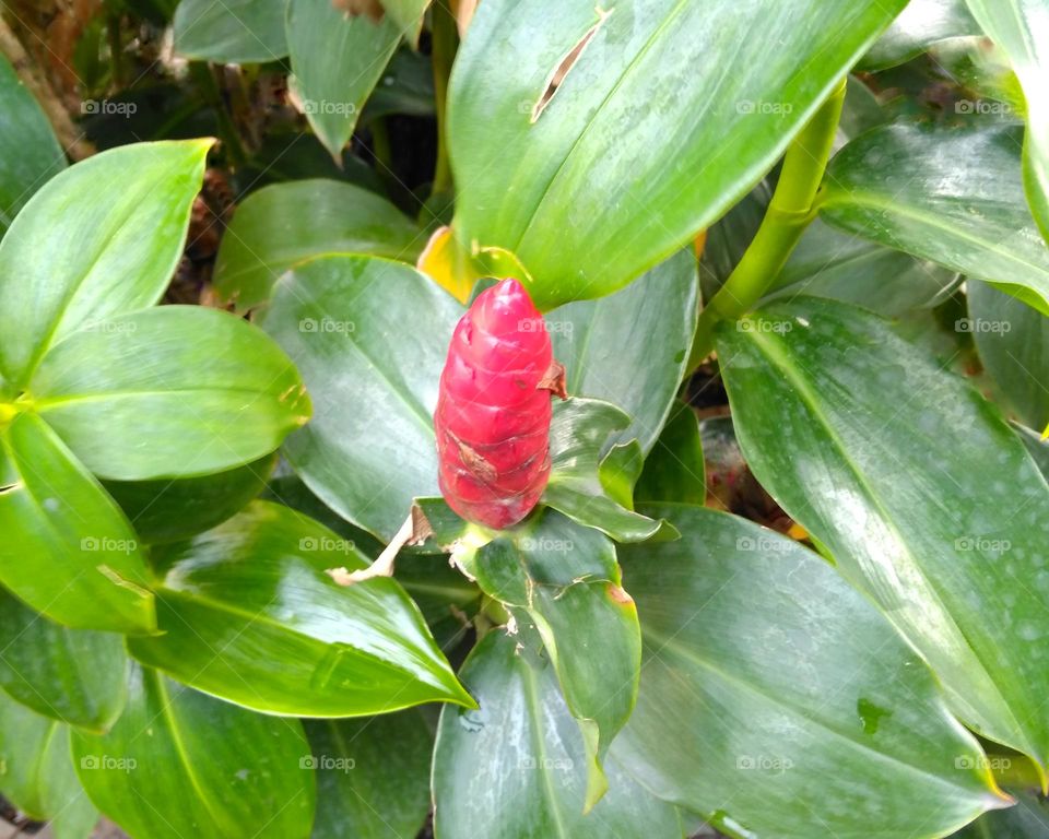 Red flower on the park