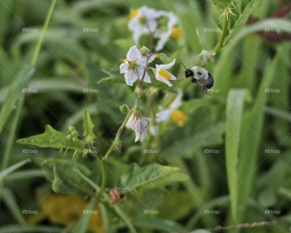 Bee on a flower