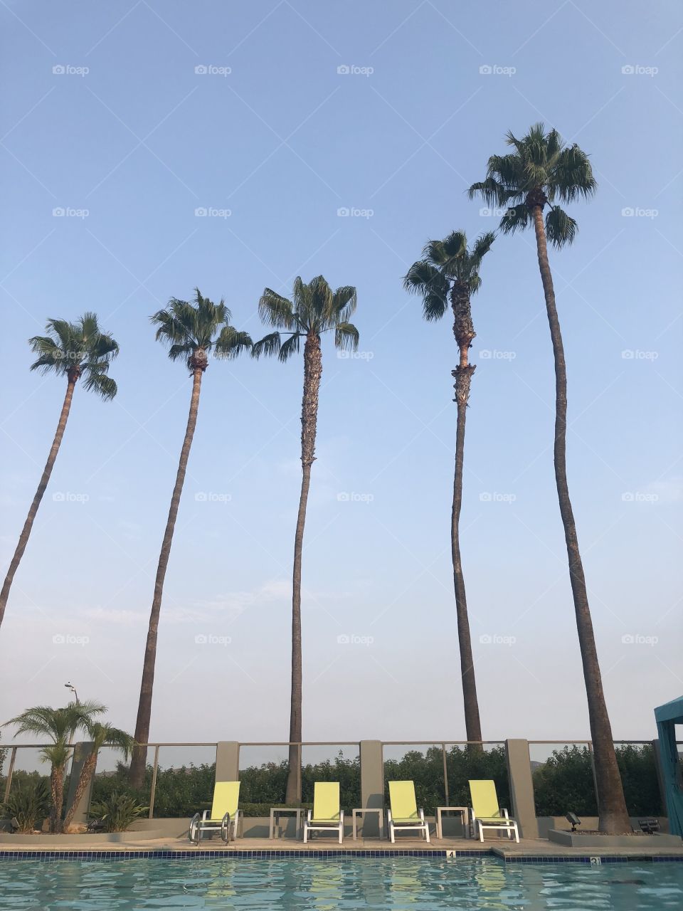 Poolside palm trees 