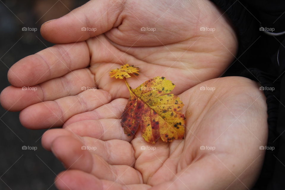 Leaf in Hand