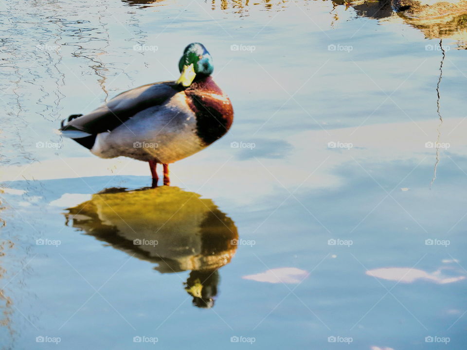 Duck and reflection