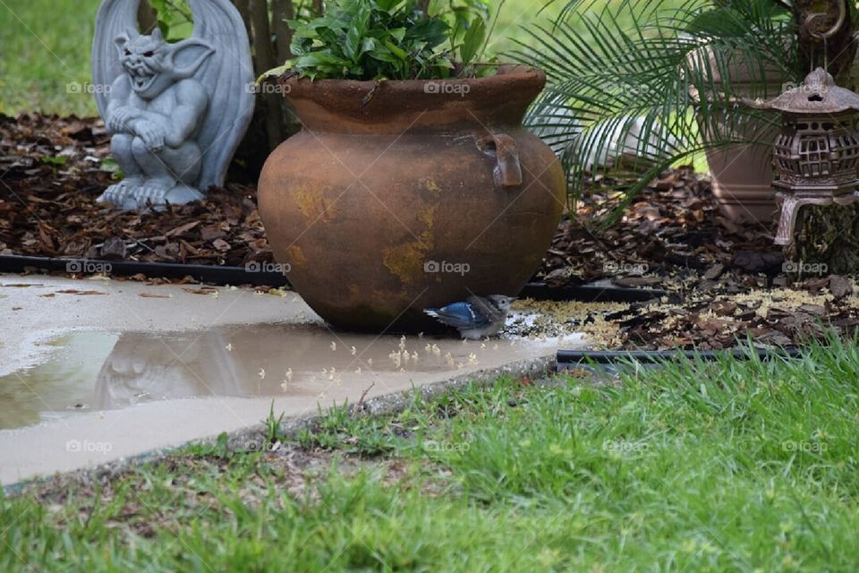 Baby Blue Bird taking a bath in the rain water