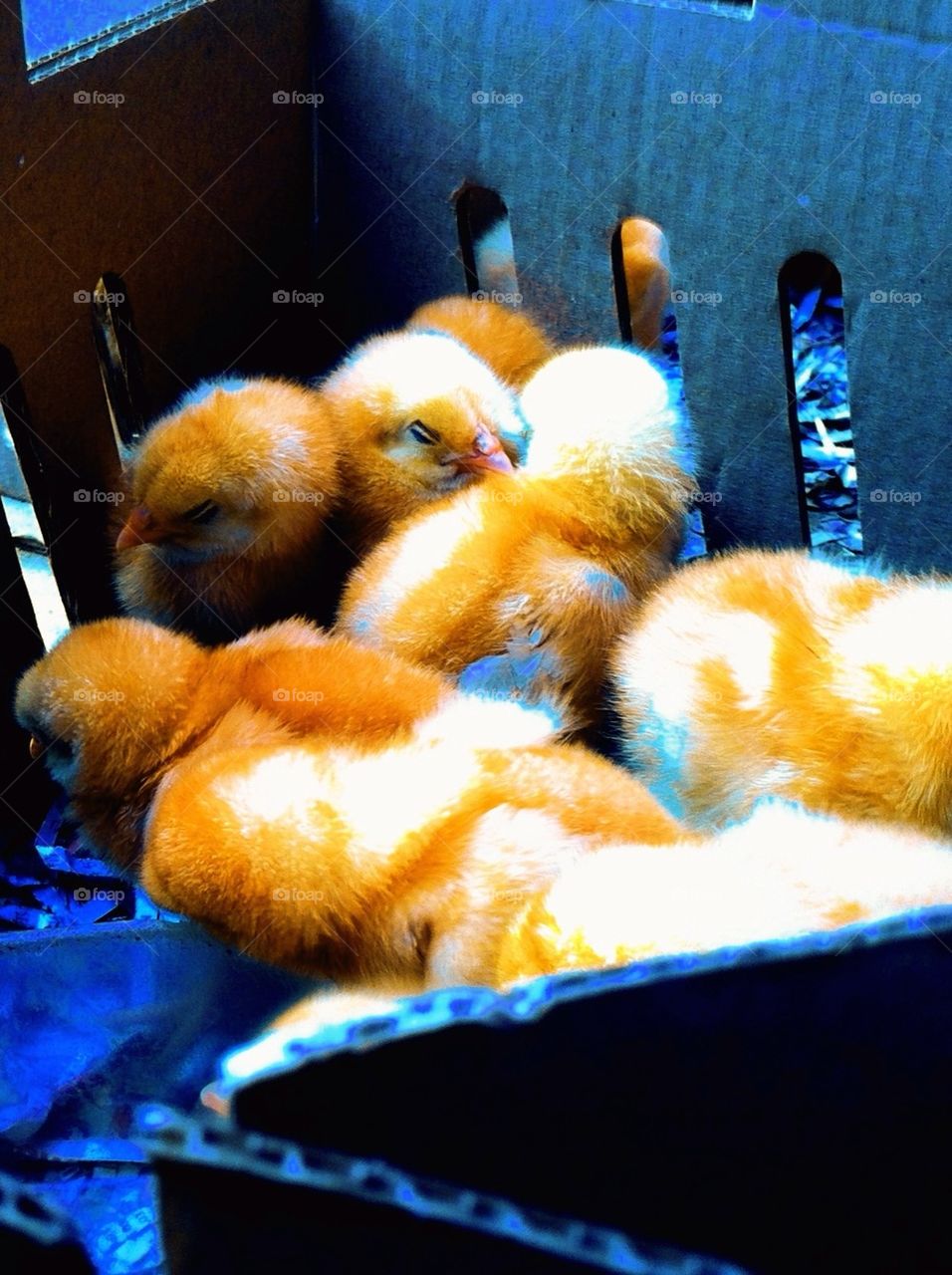 Chicks