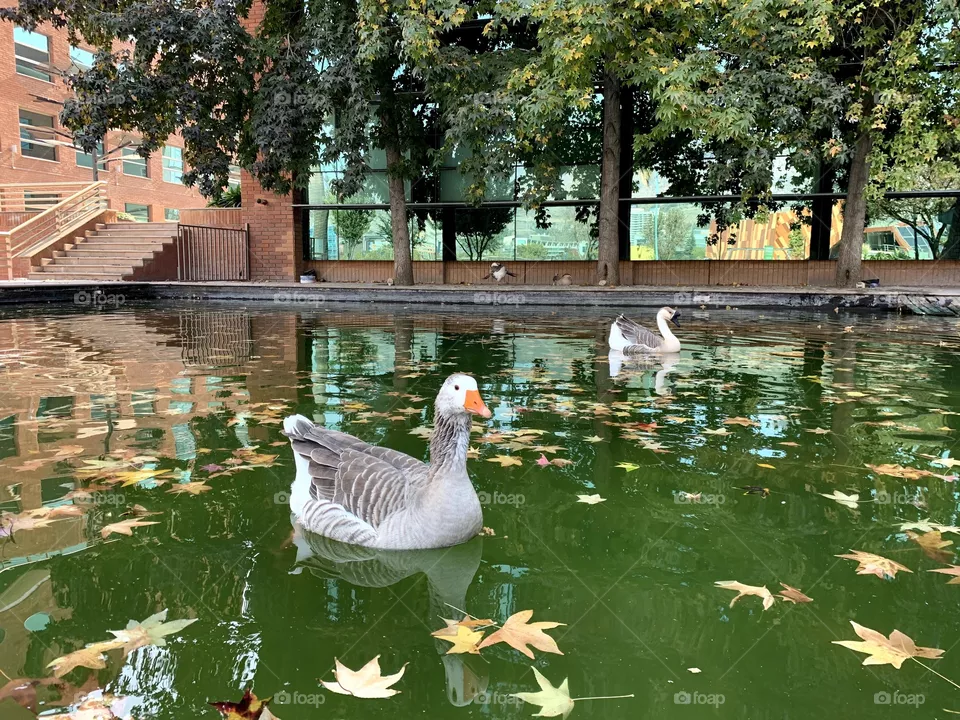Patos en la laguna
