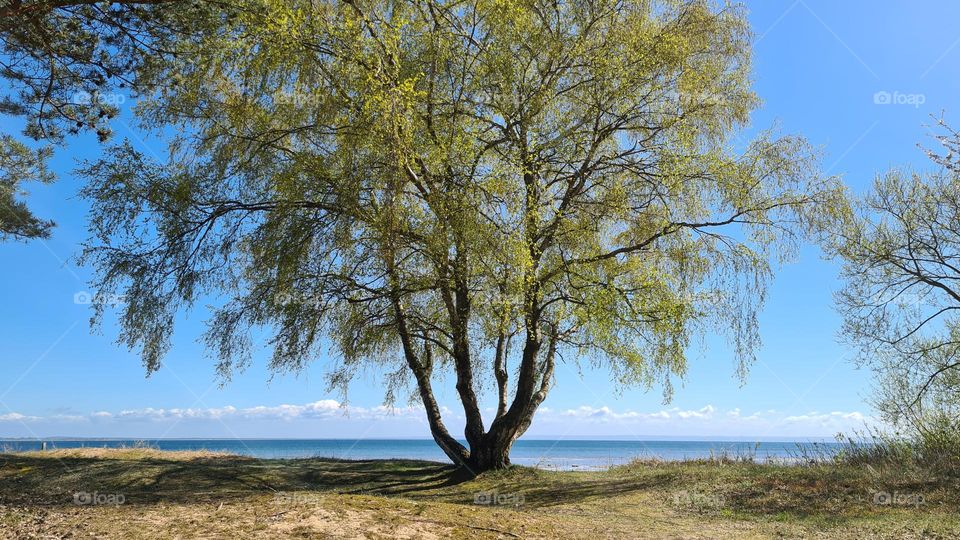 Tree at the beach