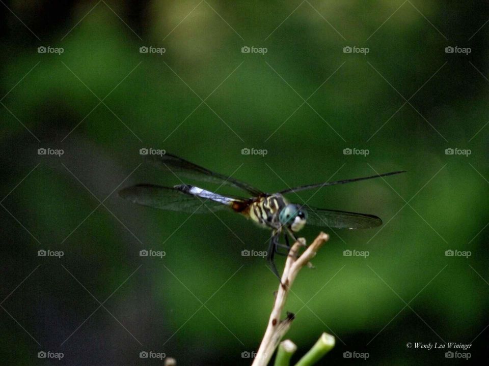 Dragonfly