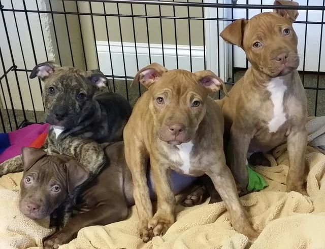 puppies