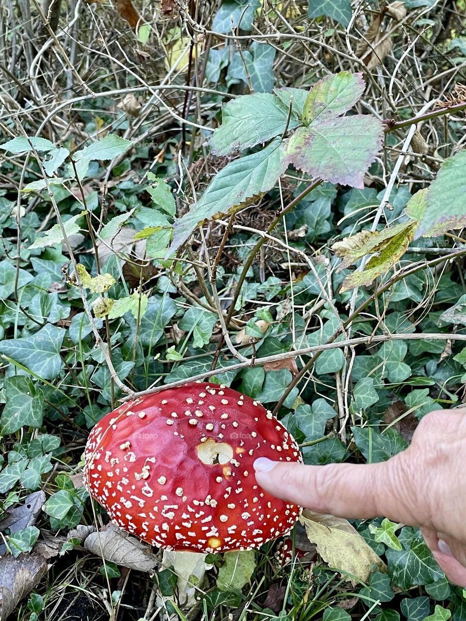 red fly agaric