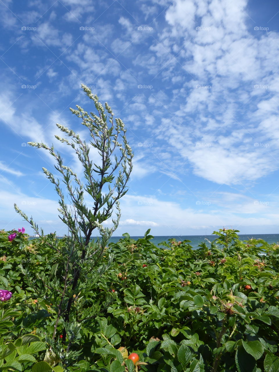 Rosa rugosa in Front of Baltic Sea