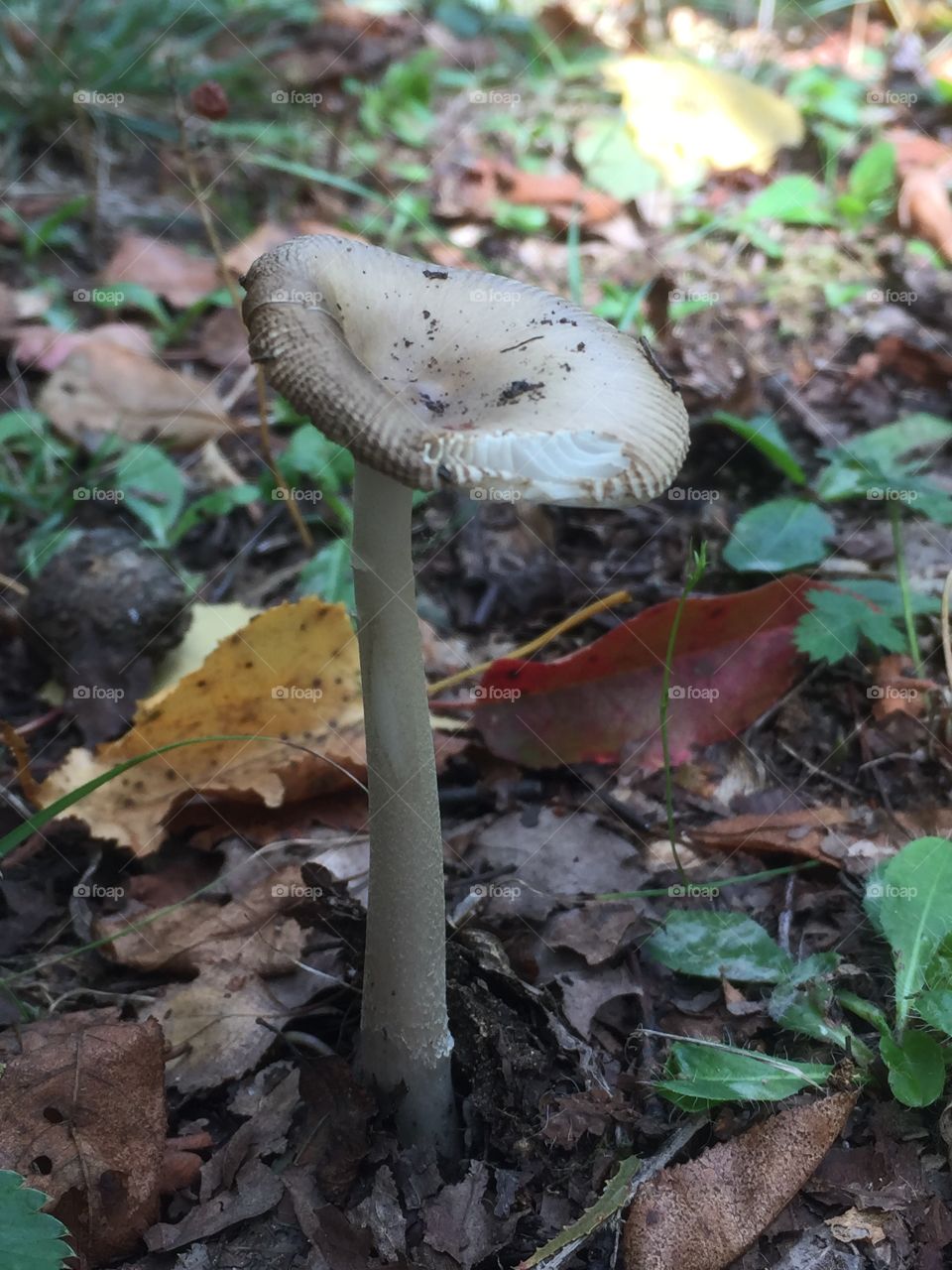Grey mushroom in the fall leaves