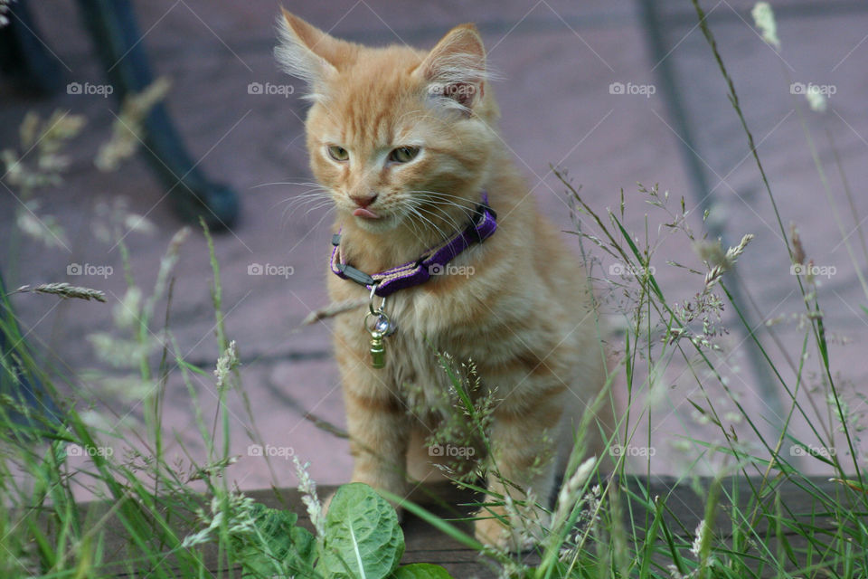 Ginger Tabby Kitten