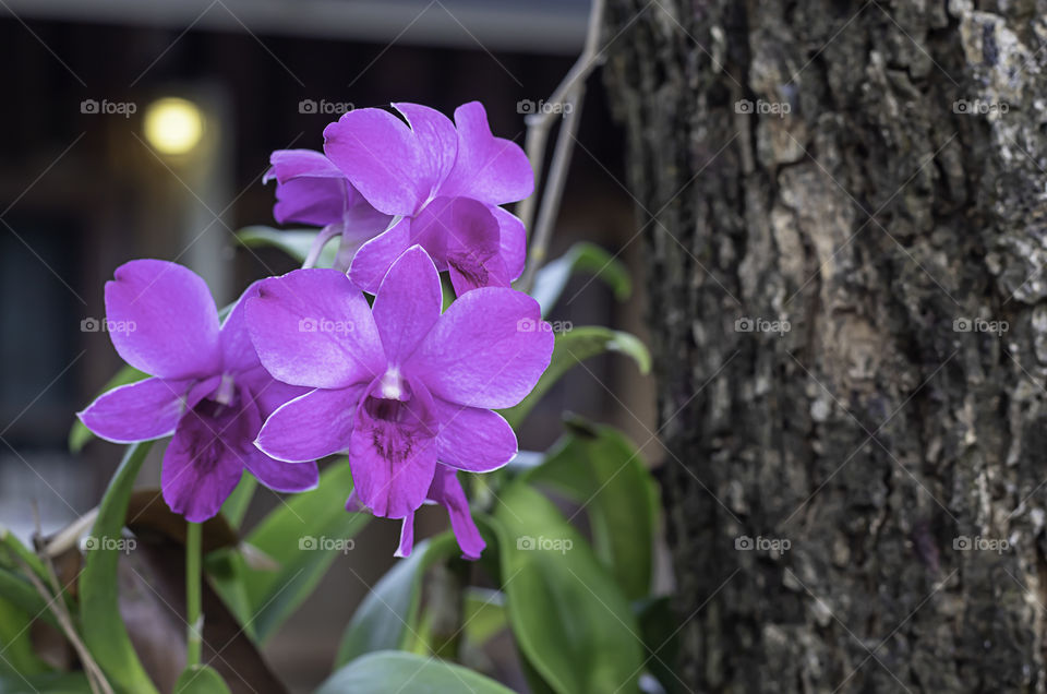 Beautiful pink Orchid flowers in the garden.