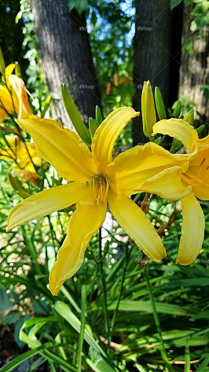 yellow lily plant