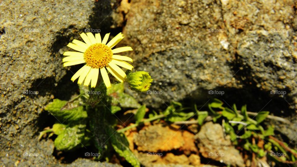 small flower growing between stones
