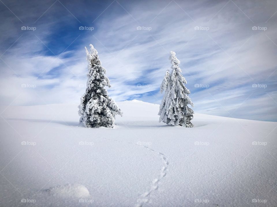 Two Coniferous Trees