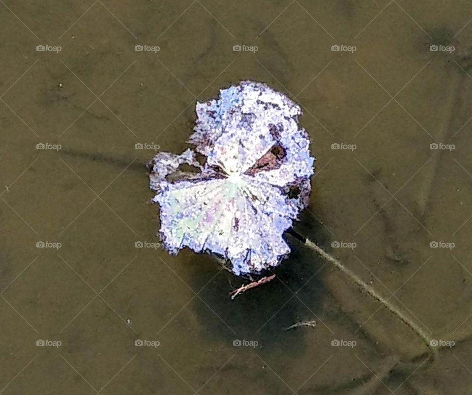 First signs of autumn: lotus leaf in autumn has no summer beauty, but there is another withered beauty.