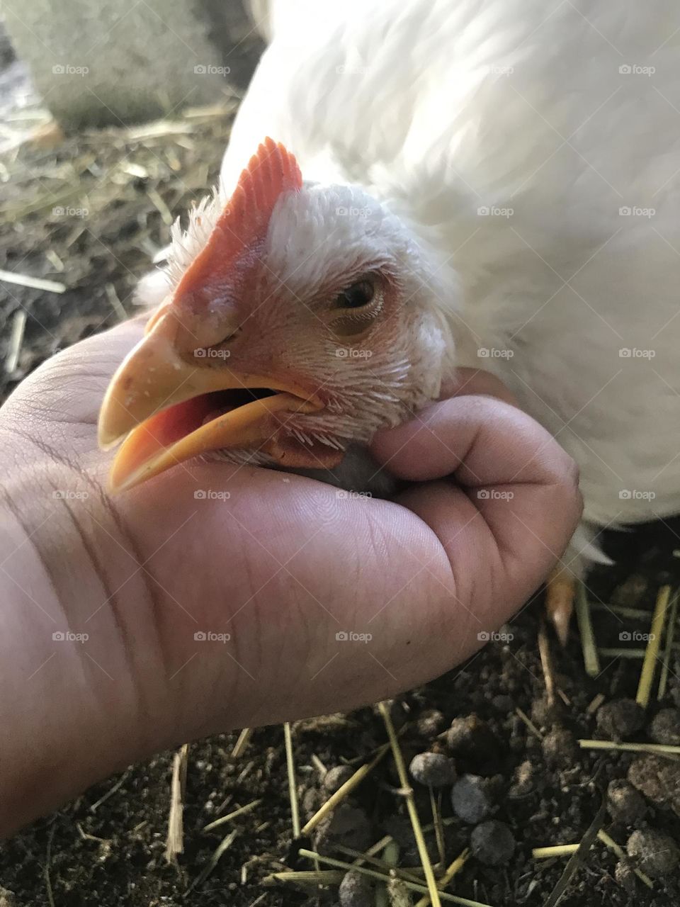 Scratching the chin of a delighted Cornish Cross broiler hen.