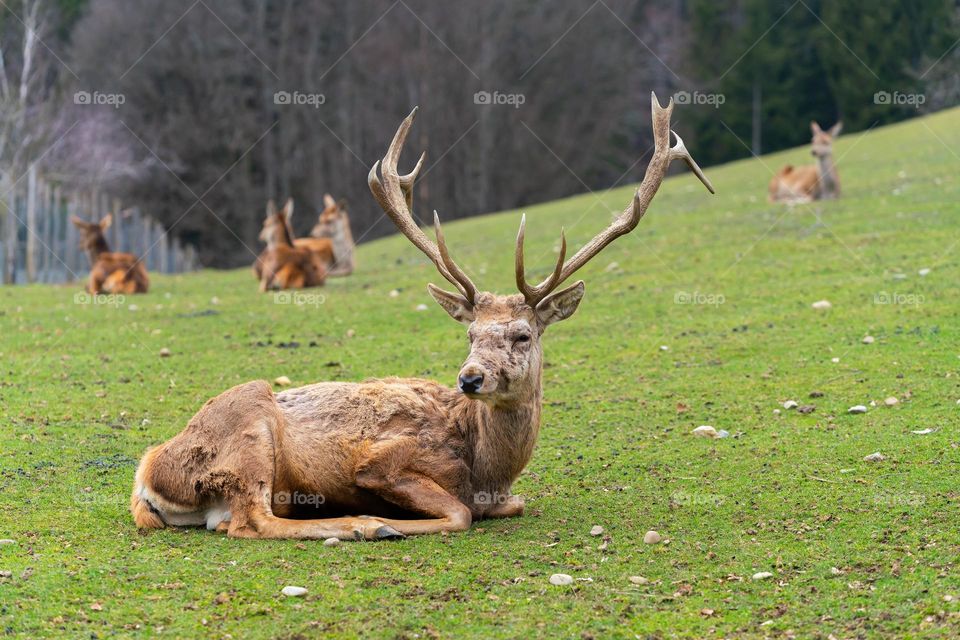 Beautiful brown colour deer