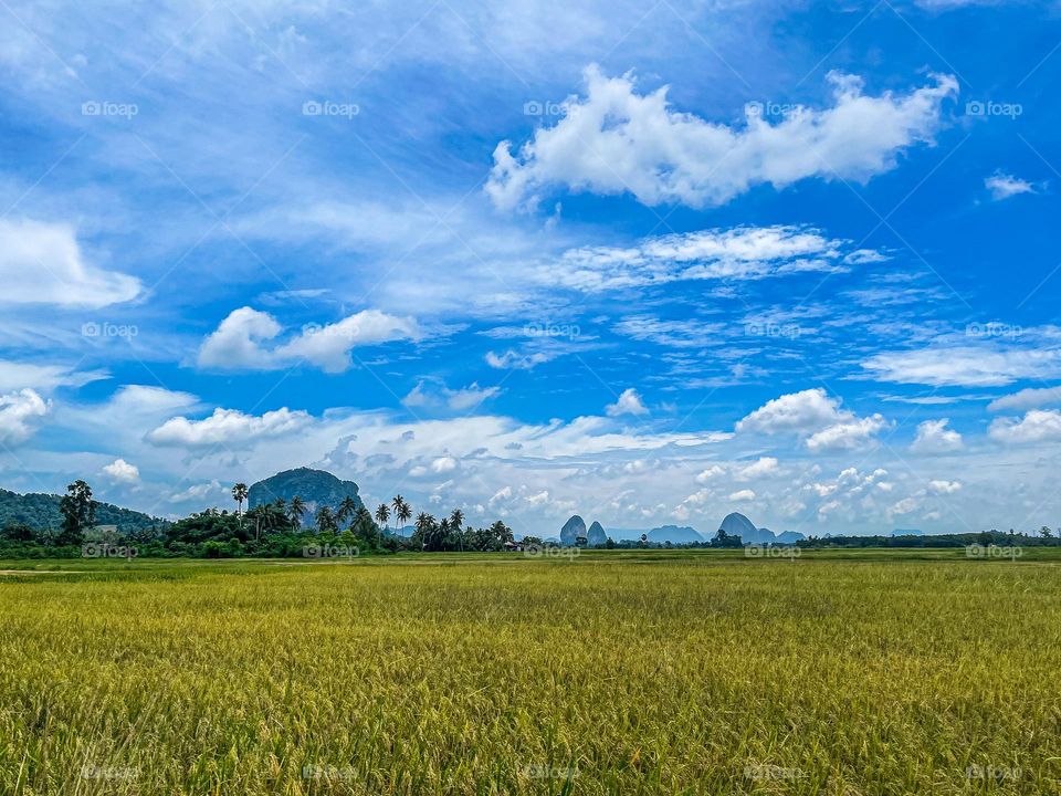 Beautiful panoramic view of a harvested paddy field