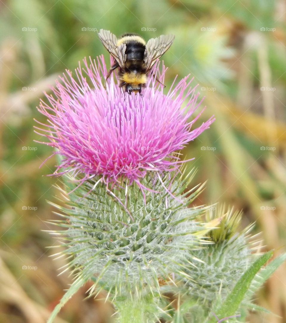 Close-up of bee on thistle flower