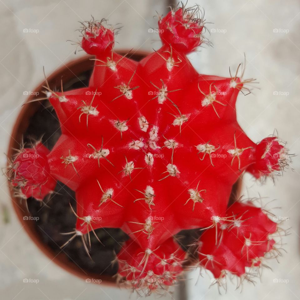 red cactus in pot
