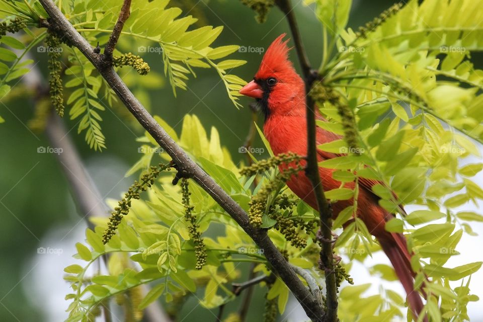 Cardinal