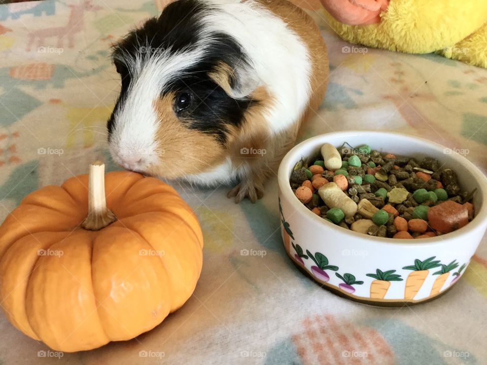 Playful guinea pig 