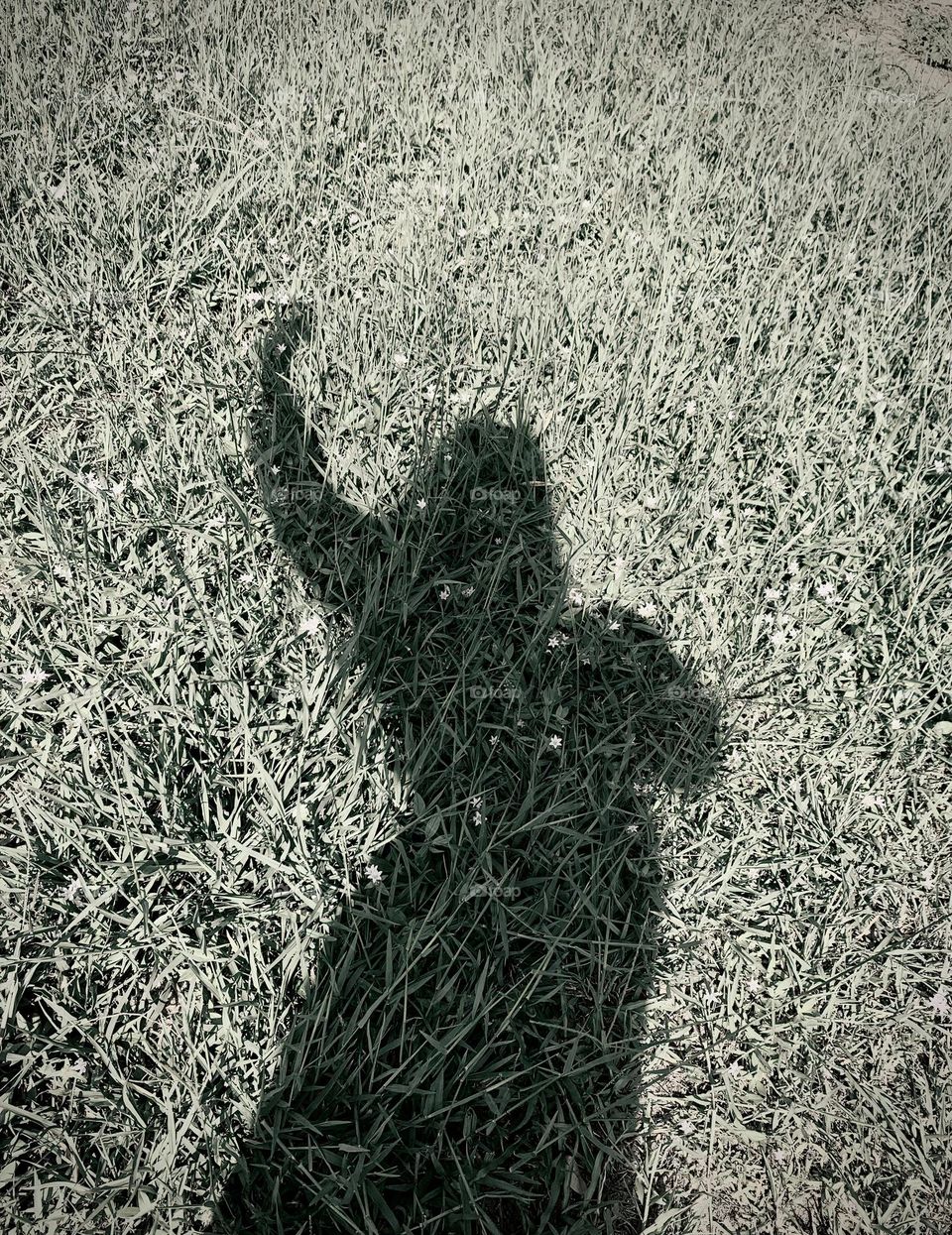 Shadow Of Woman About To Dance Under The Morning Sun On The Grass And Tiny White And Pink Flowers.