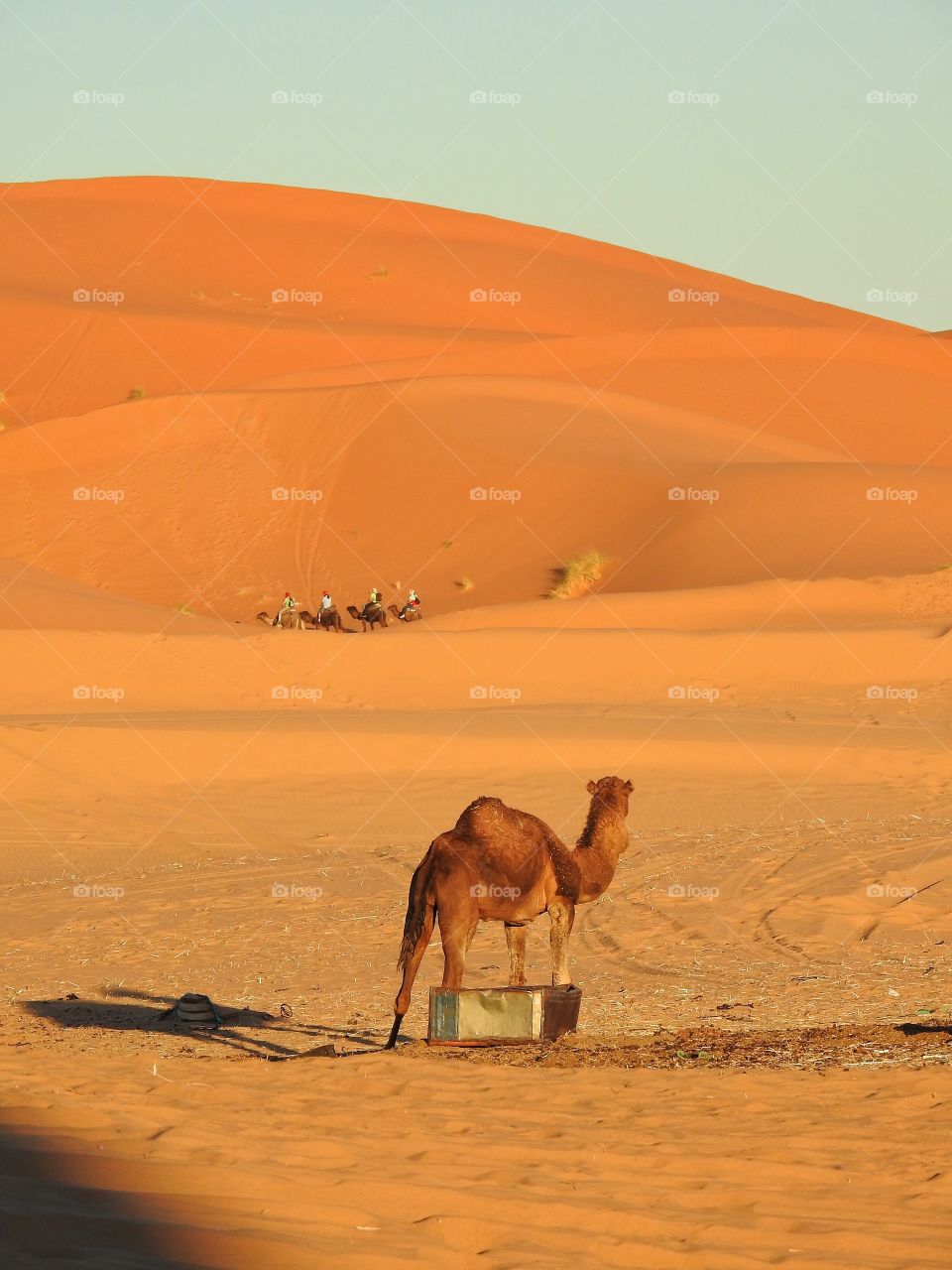 Dromedary left behind